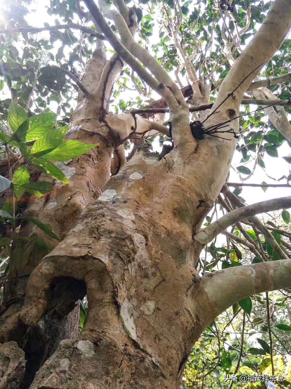 十二大古茶山都有哪些？普洱茶为什么做成饼？一饼为什么357克？