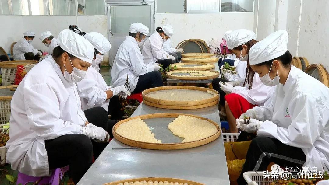 犀利！高州分界镇打造中国桂圆加工第一镇