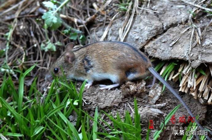 2020年出血热高发？——快来看看医生怎么说。