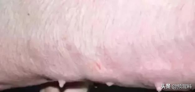 养猪实用技术——高产母猪的身体特征(图解)