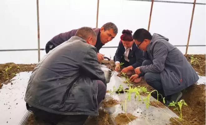 拜城最深情的告白,拜城最浪漫