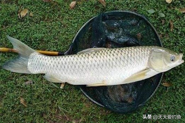 钓草鱼最快的方法串钩钓浮,用串钩钓草鱼哪个方法最好