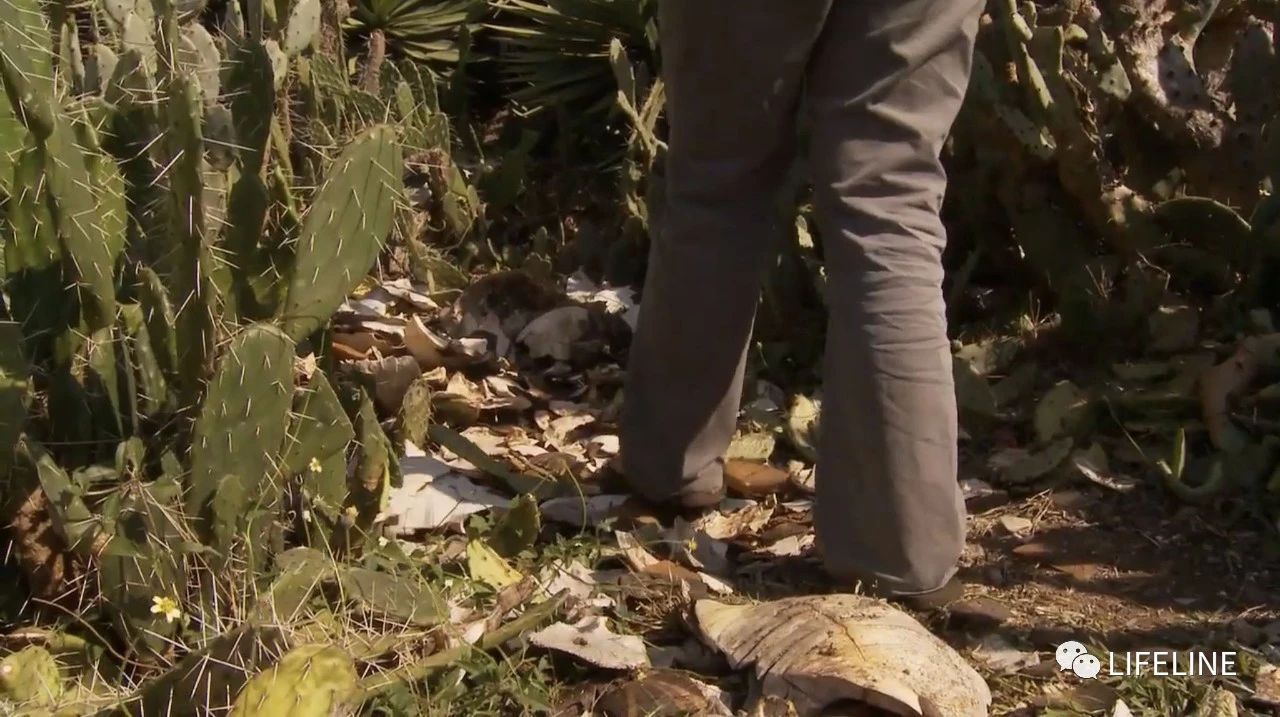 龟中“考拉”，请别让我们的孩子在博物馆见到它们...