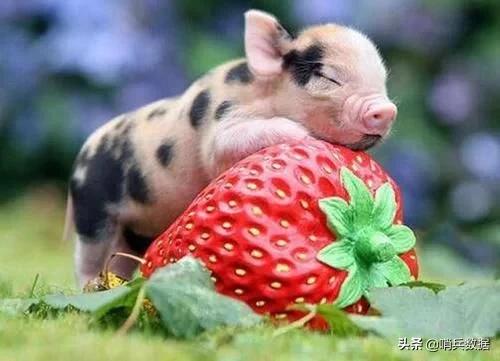 全球十大最小的宠物,全球10大最小宠物小巧可随身携带