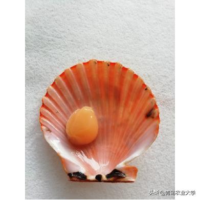 金壳黄壳灰壳,青农金贝最新消息