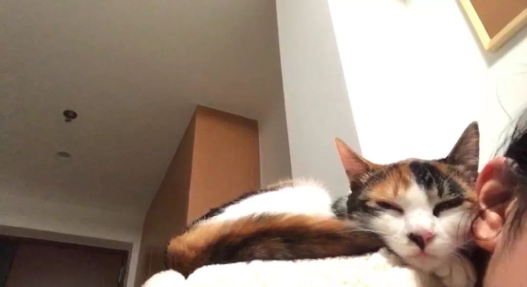 猫咪挑食不怎么吃怎么办,猫咪怎样的表现证明它是挑食了