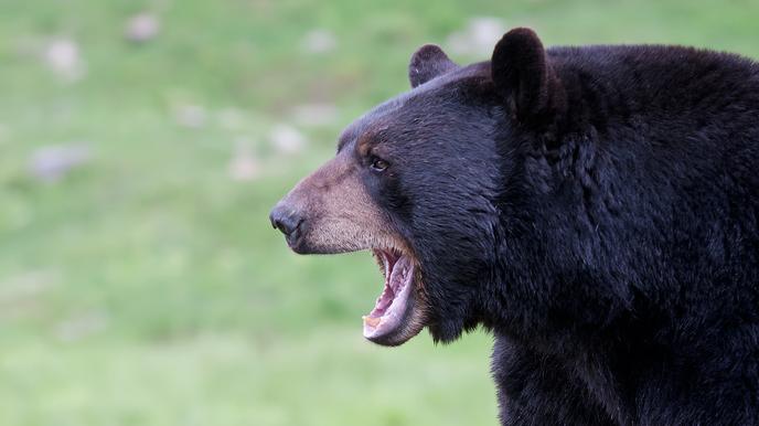 被“青春伤痛文学”冤枉了十几年，金鱼：我的记忆真的不止7秒