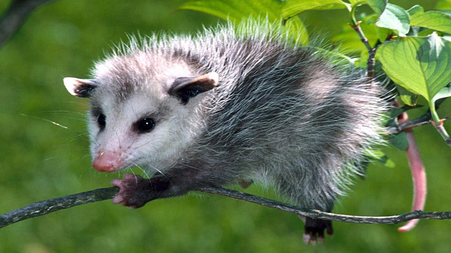 蜗牛智商高的动物,盘点动物世界最慢的动物蜗牛