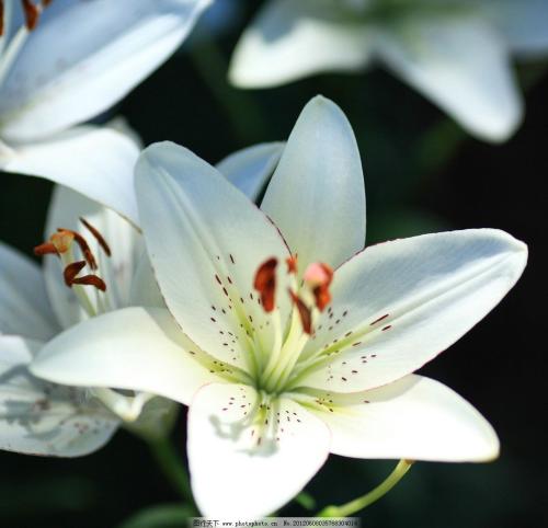 绿色百合的花语,百合与玫瑰花语