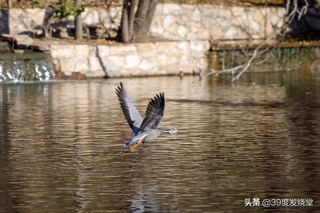 佳能rf70-200mmf4lisusm怎么样,佳能rf70-200mmf4usm镜头