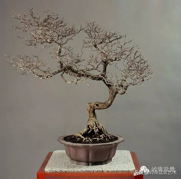 庭院树石盆景 (日式石头盆景布局)