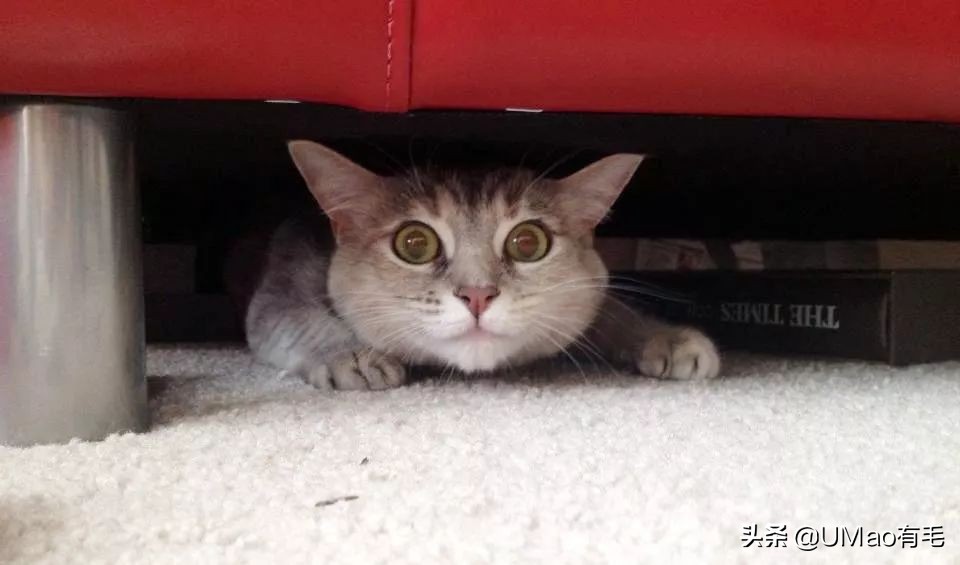 预防应激！6招帮猫咪减少焦虑