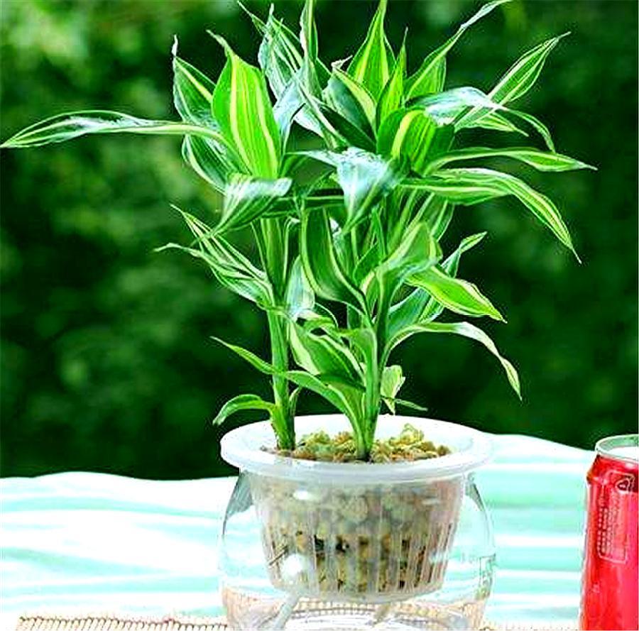 富贵竹黄叶怎么办能救活吗,富贵竹总是黄叶怎么办