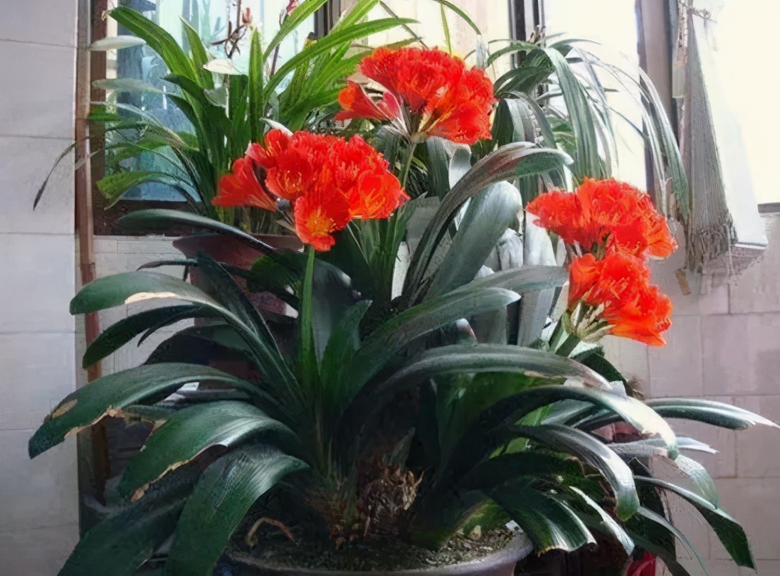 哪些植物对猫咪无毒又能吸附甲醛,室内吸收甲醛最有效的植物花卉