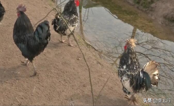 兵哥哥养鸡,兵哥哥深山养鸡