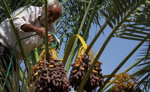 迪拜土豪面包,迪拜最好吃的面包