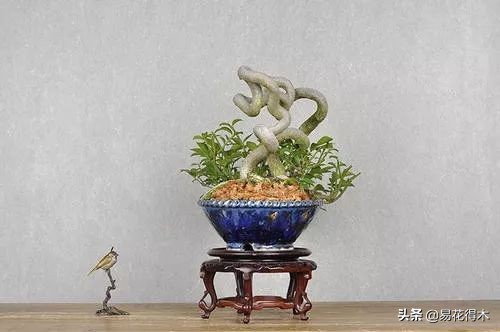 真果盆栽,结红色小果实的盆栽