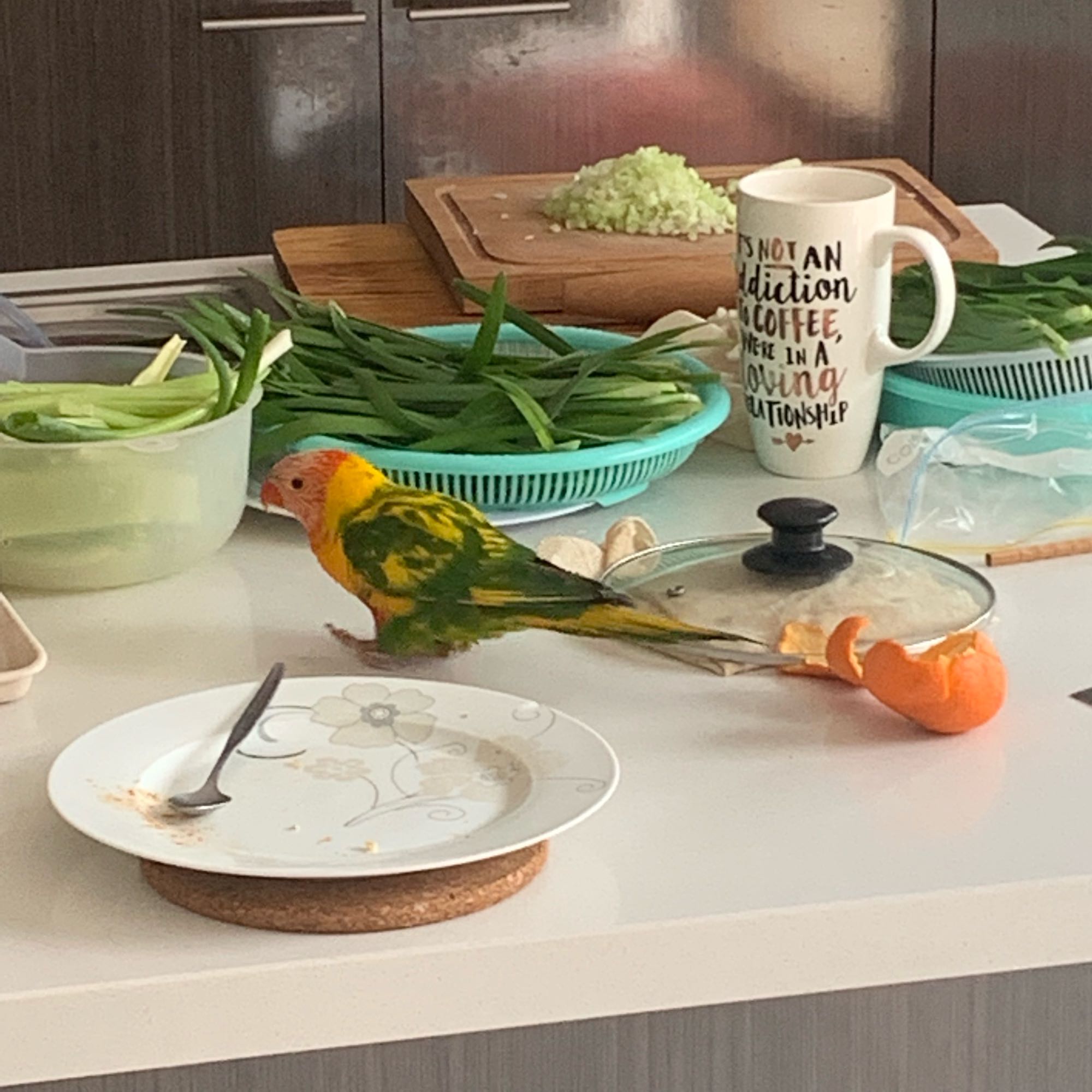 家里跑进一只鹦鹉,家里进了一只怪鸟