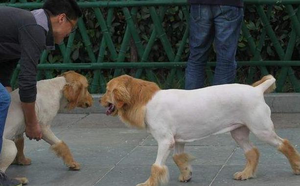 宠物自己在家剪毛需要什么工具,怎么给宠物剪毛教程