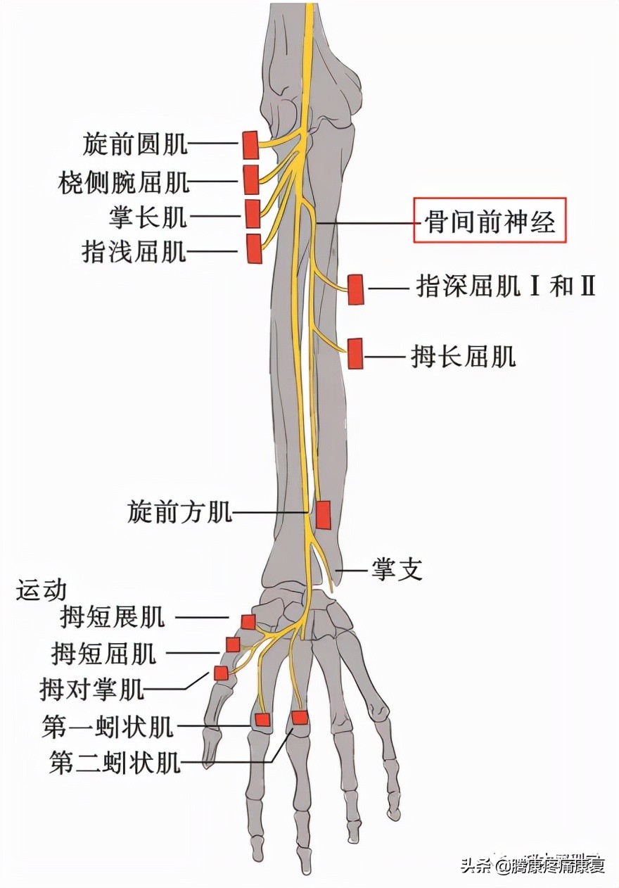 最全！脊神经系统汇总