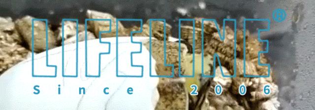 红腿陆龟怎么养活,新手养红腿陆龟准备什么