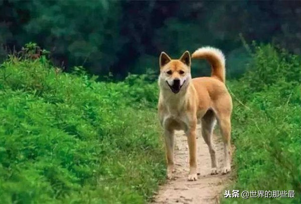 猎犬农村,农村猎狗排名