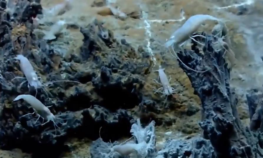海底400度火山口的虾上岸,生活在海底温度最高的虾