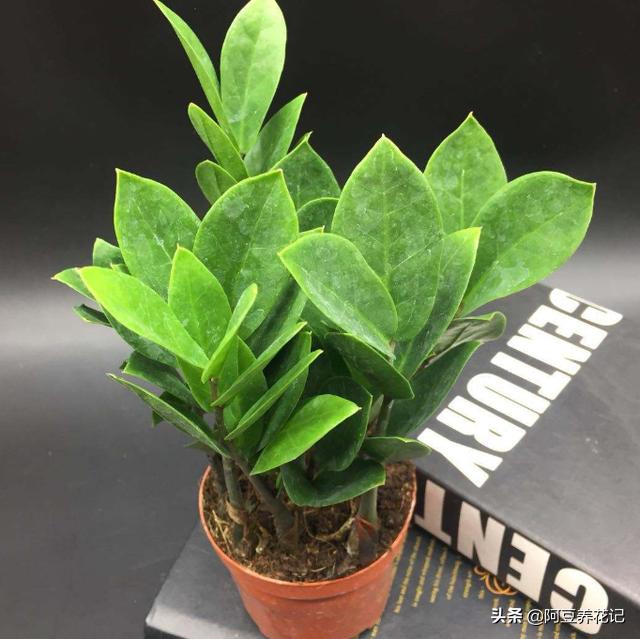 金钱树叶子发黄发黑怎么回事,金钱树叶子发黄怎么样养