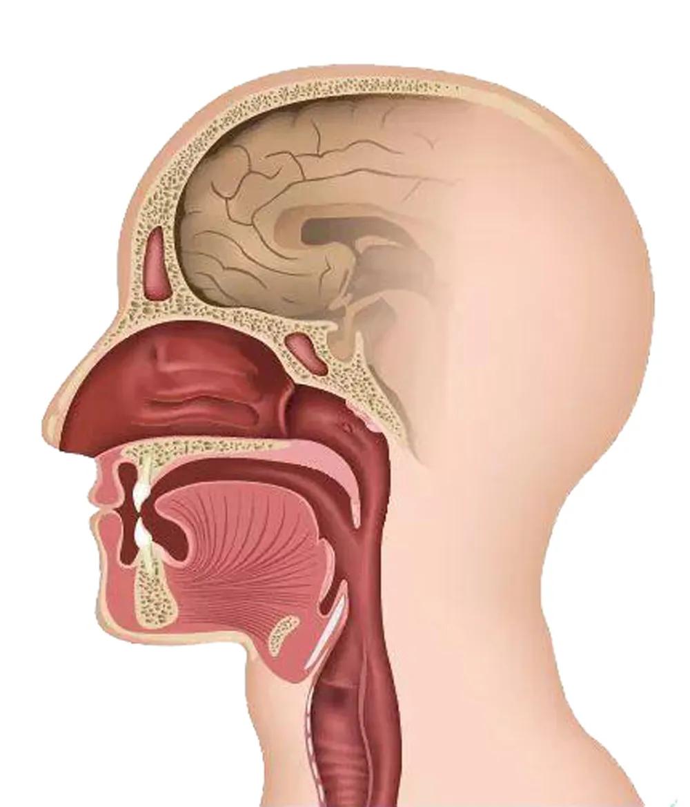 为什么我一吃辣的就会流鼻涕,为什么人一吃辣的就流鼻涕