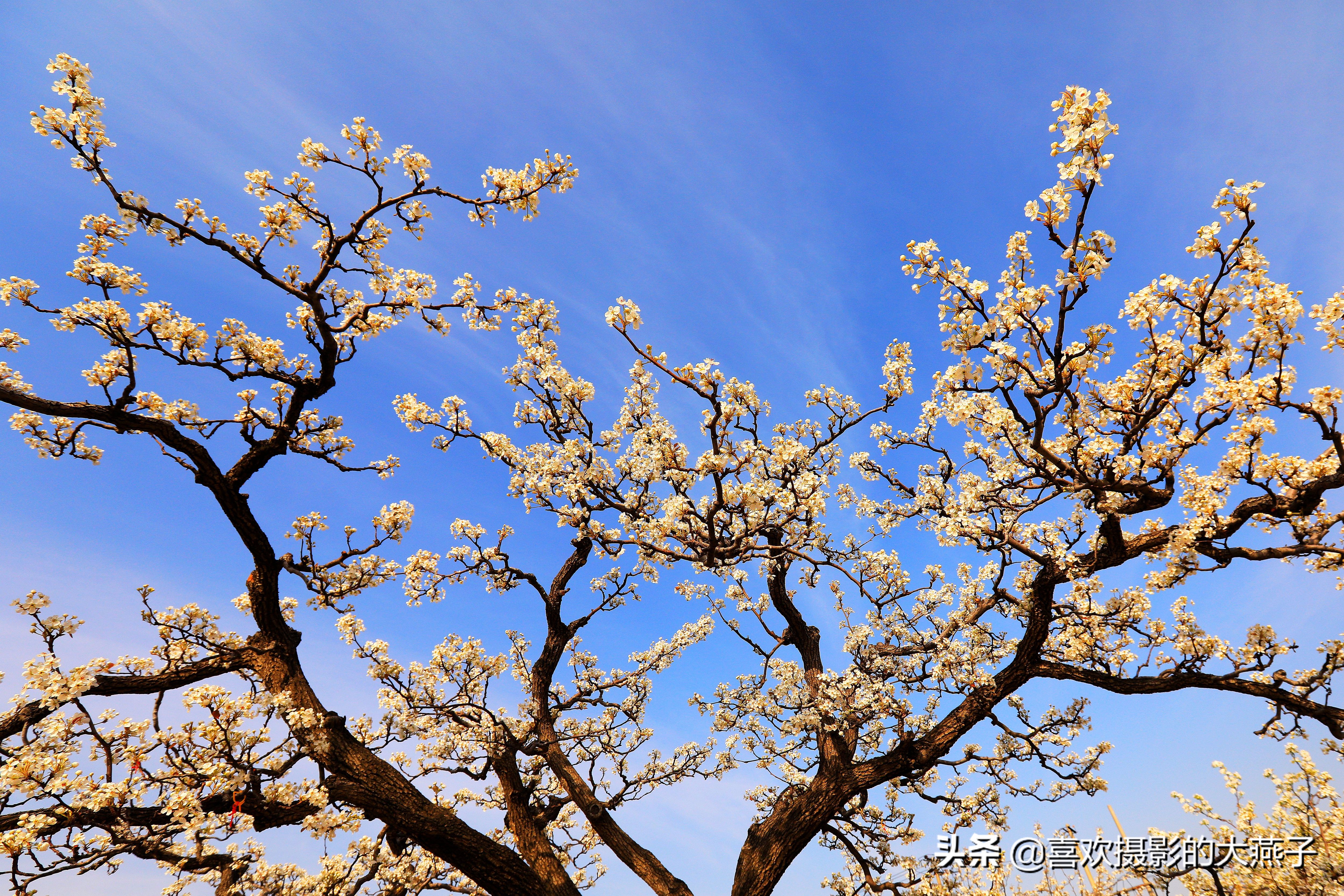 大兴万亩梨花园地点,北京大兴赏梨花具体位置
