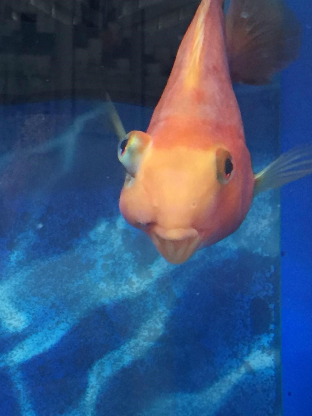 鹦鹉鱼眼凸是什么病的征兆,鹦鹉鱼眼睛凸出来怎么处理