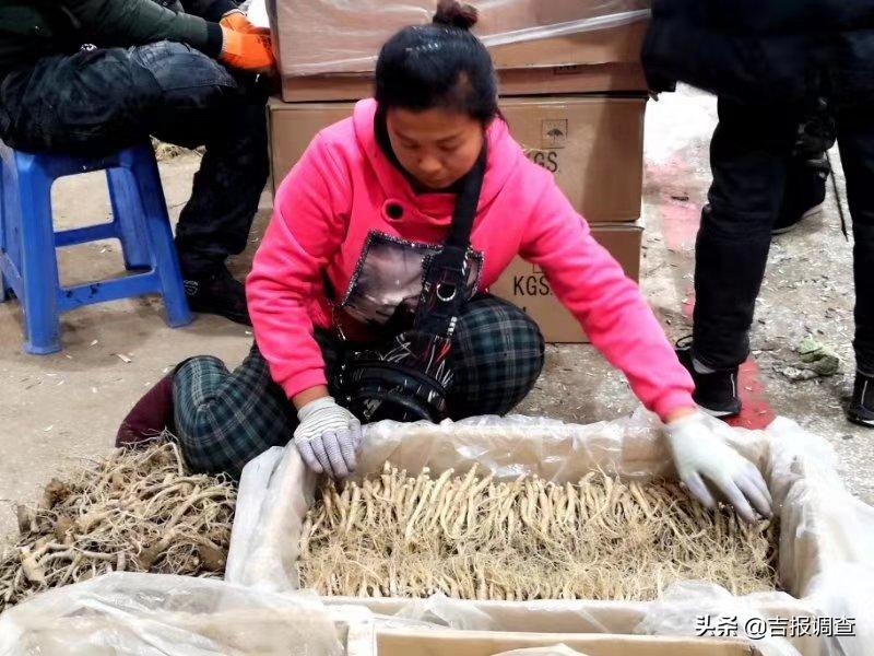 抚松万良人参市场最新价格,吉林抚松万良人参经营大户