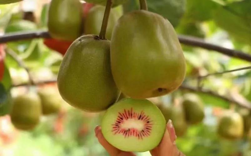 各种常吃水果名和图片,喜欢吃水果了解水果种类