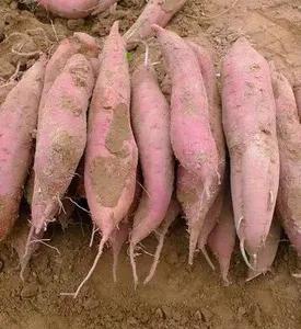 小虫子危害大怎么办,红薯第一次种植灌水的正确方法