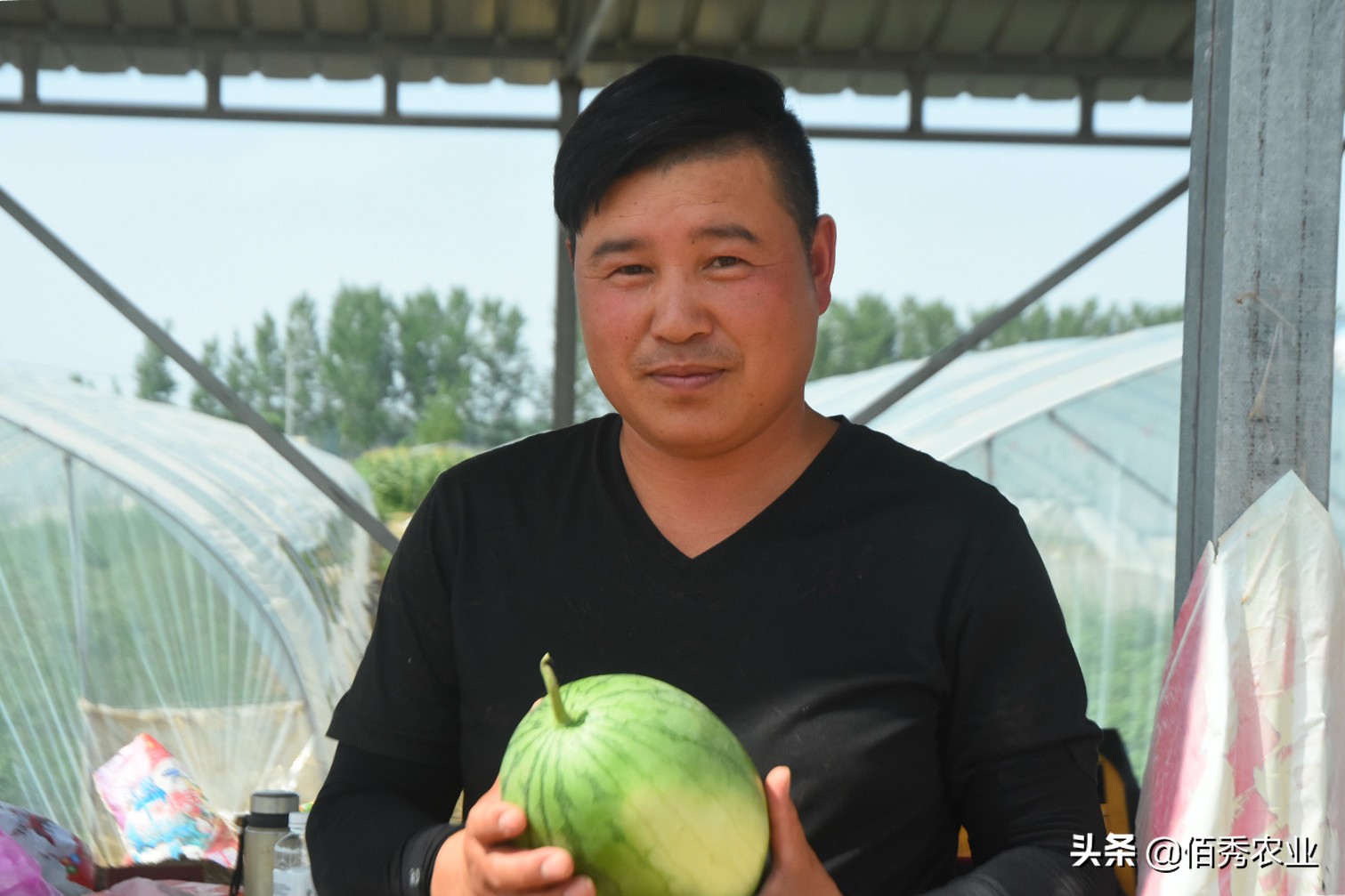 黄皮西瓜种植效益,反季节种植西瓜一亩收入