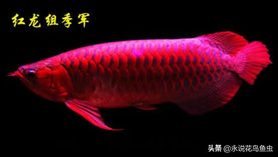 观赏龙鱼图片欣赏,观赏鱼欣赏龙鱼