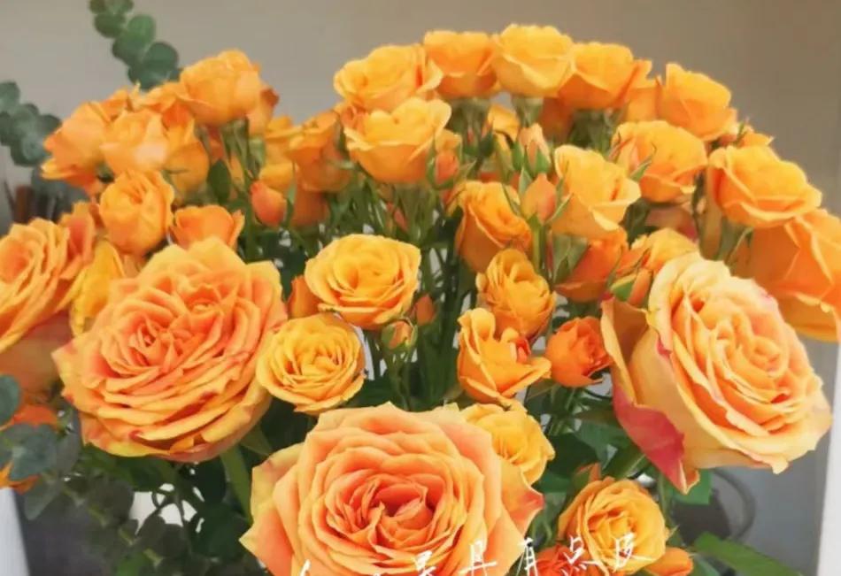 百合象征的品质精神,橙色百合的花语是什么