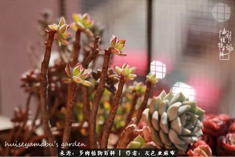 许我向你看,许我向你看演唱