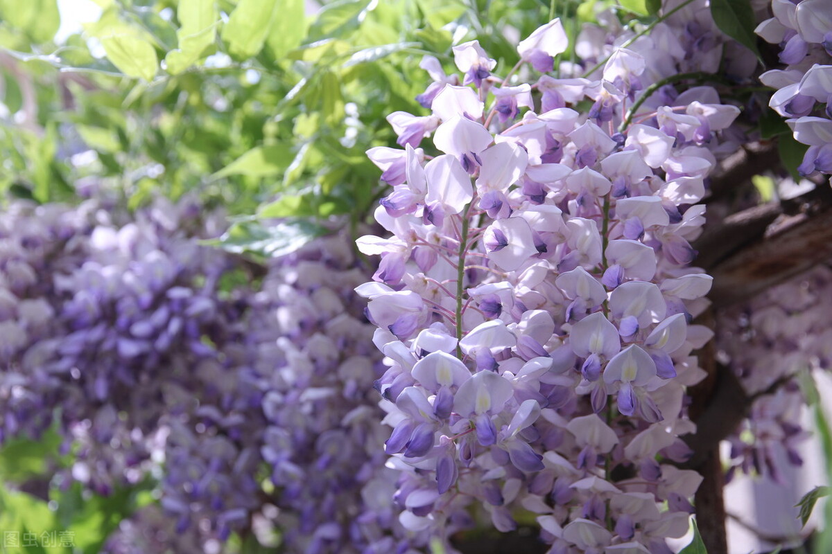 100种常见园林图鉴,列举20类不同的园林花卉