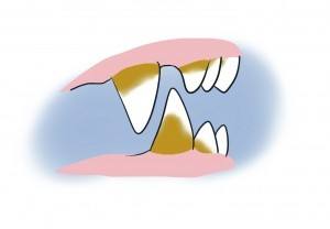 猫有口腔溃疡吗,猫有口腔炎症时间长了会死吗