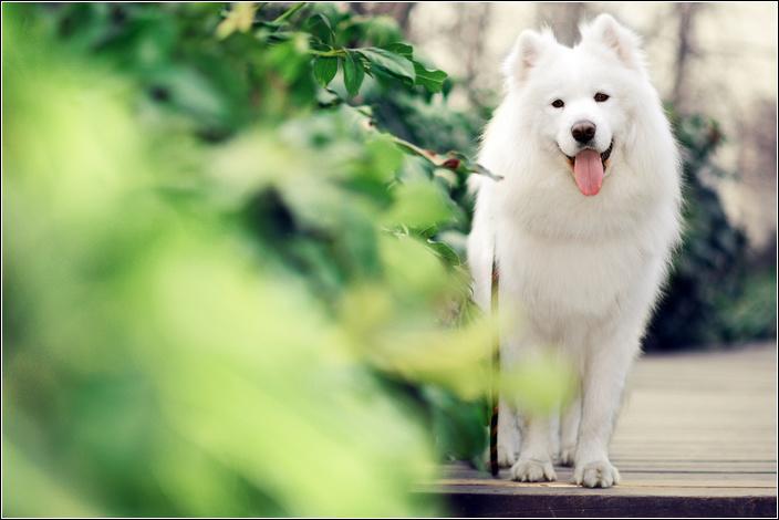 萨摩耶一喝水就咳嗽,萨摩耶咳嗽软便