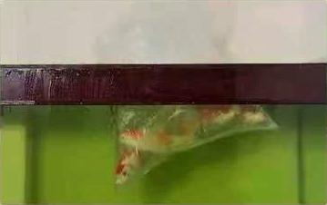刚买的锦鲤放入鱼缸肚子朝上,锦鲤带回家第一天需要加热打氧吗