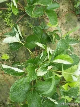 草莓白粉严重怎么治,草莓黑心病防治