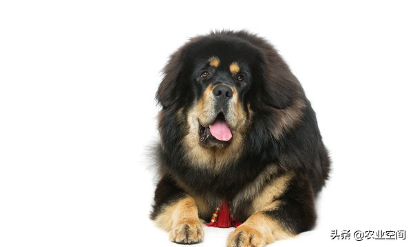 藏獒好驯服吗视频,怎么养藏獒藏獒吃什么