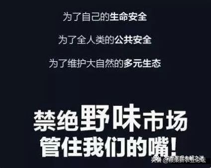亚洲哪种蝙蝠最好吃,中国蝙蝠吃什么最好