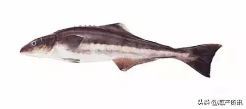 海洋科普世界上都有什么鱼,十种受欢迎的海鲜鱼类