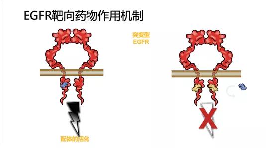 华西医院张衍的个人资料,四川华西医院癌症治愈新突破