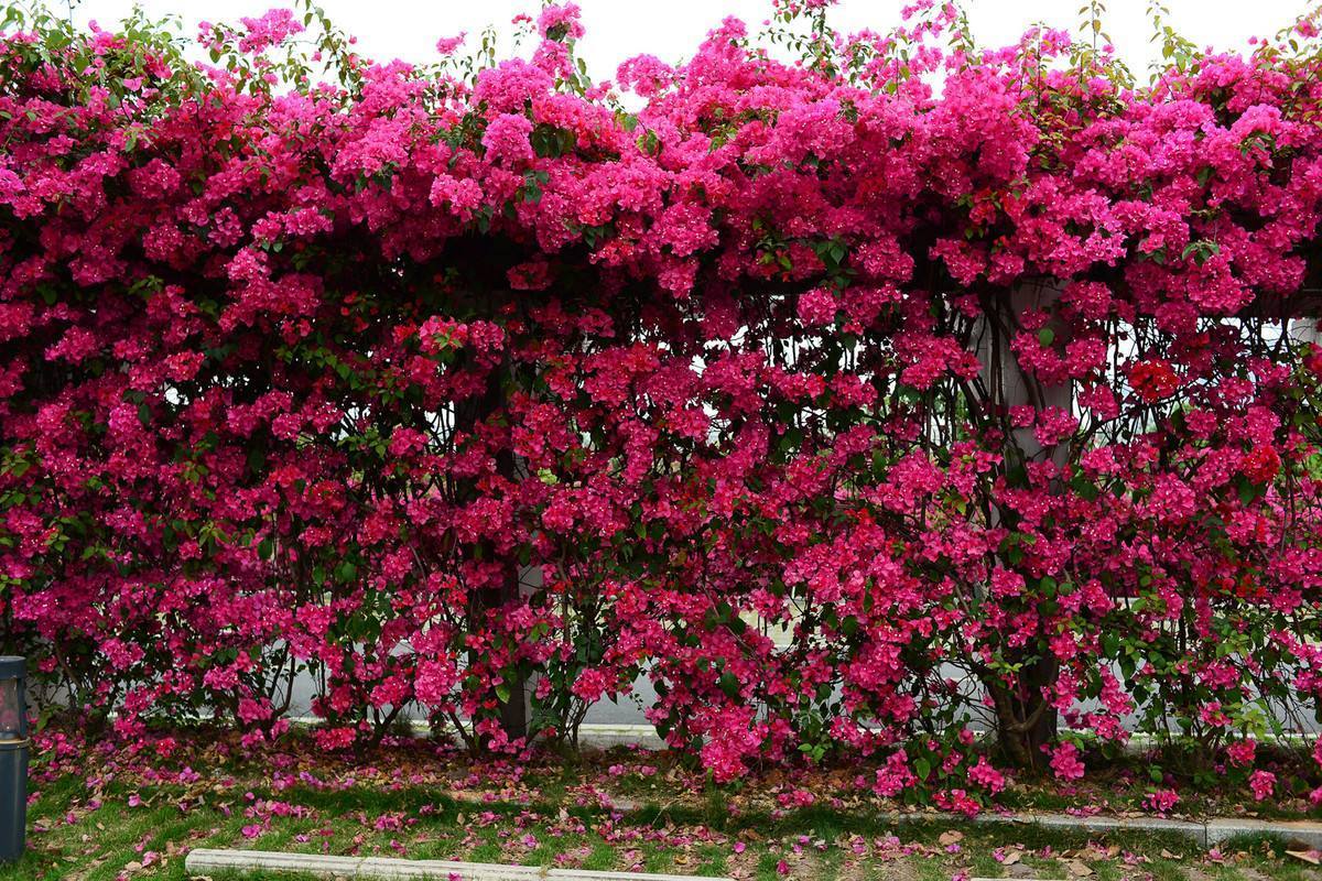 能开花的3种树，既有树干一样的坚韧，又有花卉一样的柔美