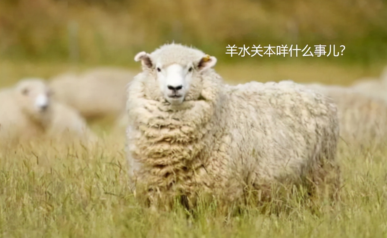 孕期羊水浑浊和喝水有关系么,孕期羊水和分泌物区别