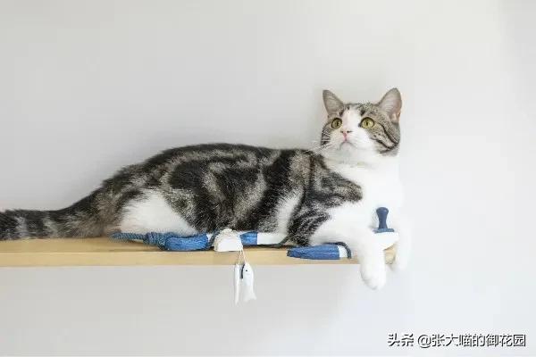 猫咪特别挑食吃得很少应该怎么办,关于猫咪不吃饭的原因分析